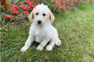 Serenity - Labradoodle for sale