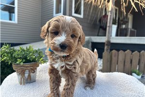 Porter - Goldendoodle, Mini for sale