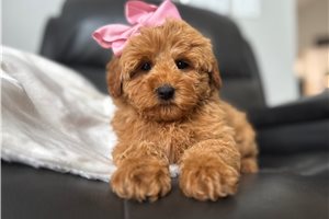 Rosa - Goldendoodle, Mini for sale