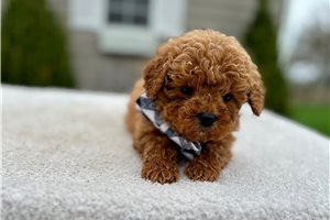 Reece - Goldendoodle, Mini for sale