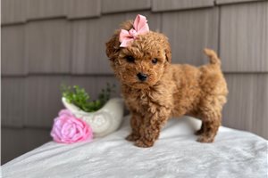 Rosa - Goldendoodle, Mini for sale