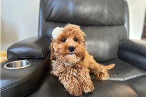 Cloud - Goldendoodle, Mini for sale