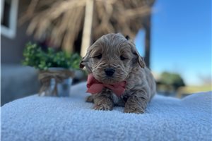 Stanley - Goldendoodle, Mini for sale