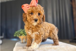Pansy - Goldendoodle, Mini for sale