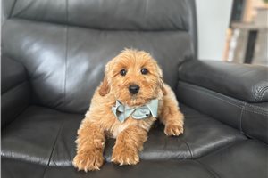 Rome - Goldendoodle, Mini for sale