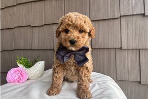 Pascal - Mini Goldendoodle for sale