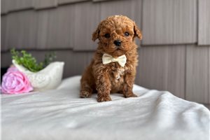 Reece - Goldendoodle, Mini for sale
