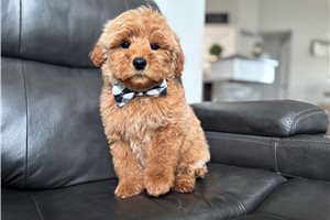 Stanley - Goldendoodle, Mini for sale