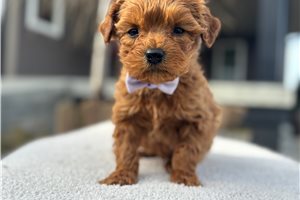 Shawn - Goldendoodle, Mini for sale