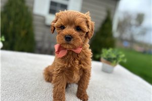 Shawn - Goldendoodle, Mini for sale