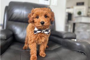 Shawn - Goldendoodle, Mini for sale