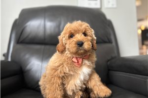 Seamus - Mini Goldendoodle for sale