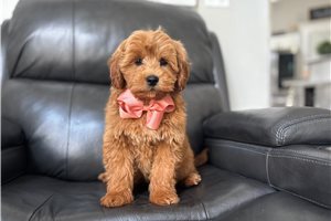 Roger - Goldendoodle, Mini for sale