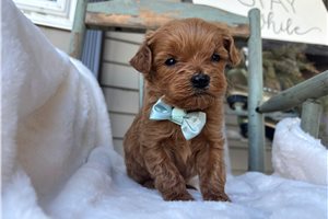 Shawn - puppy for sale