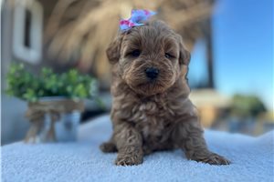 Shiloh - puppy for sale