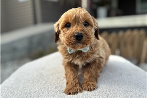 Stanley - Mini Goldendoodle for sale