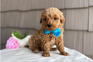 Rome - Goldendoodle, Mini for sale