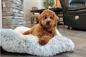 Julius - Goldendoodle, Mini for sale