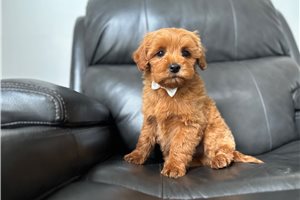 Shawn - Mini Goldendoodle for sale