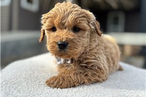 Seamus - Goldendoodle, Mini for sale