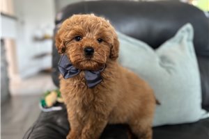Roland - Goldendoodle, Mini for sale