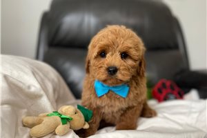 Roger - puppy for sale