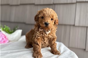Roger - Goldendoodle, Mini for sale