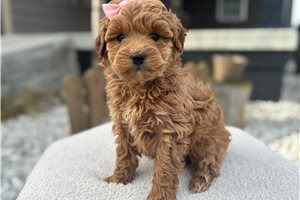 Plum - Goldendoodle, Mini for sale