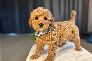 Pascal - Goldendoodle, Mini for sale