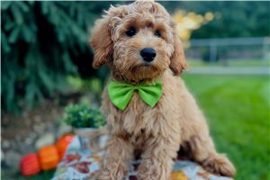 Jansen - puppy for sale