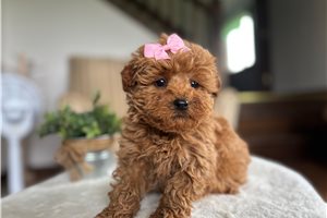 Rosa - Mini Goldendoodle for sale