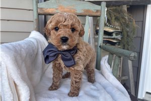 Pumpkin - puppy for sale