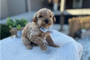 Seamus - puppy for sale