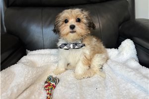 Triton - Shih-Poo - Shihpoo for sale
