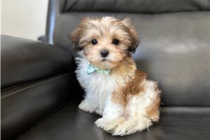Triton - Shih-Poo - Shihpoo for sale