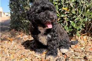 Inari - Cavapoo for sale
