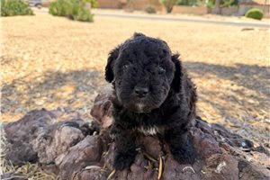 Indy - puppy for sale
