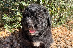 Indy - Cavapoo for sale