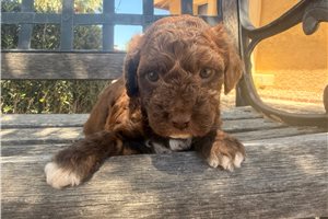 Imani - puppy for sale