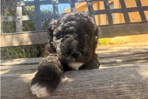 Inari - Cavapoo for sale