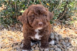 Imani - Cavapoo for sale