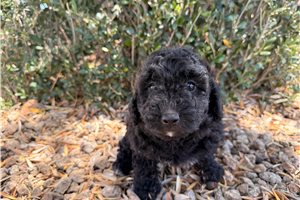 Indie - Cavapoo for sale