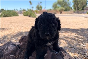Indie - puppy for sale