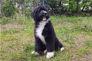 Bristol - Aussiedoodle for sale