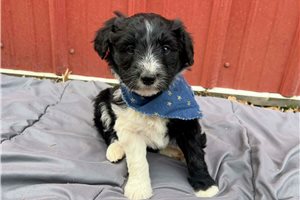 Buttons - puppy for sale