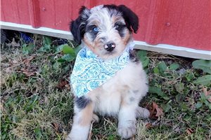 Austin - puppy for sale