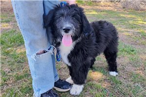 Bristol - Aussiedoodle for sale