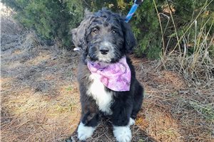 Bristol - Aussiedoodle for sale
