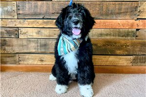 Bristol - Aussiedoodle for sale