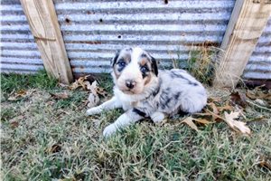 Ayden - puppy for sale